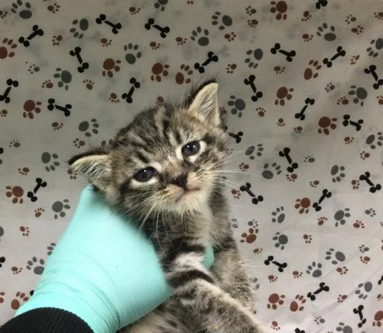 A baby small-sized female Domestic Short Hair cat named Bella for adoption in Riverside, CA