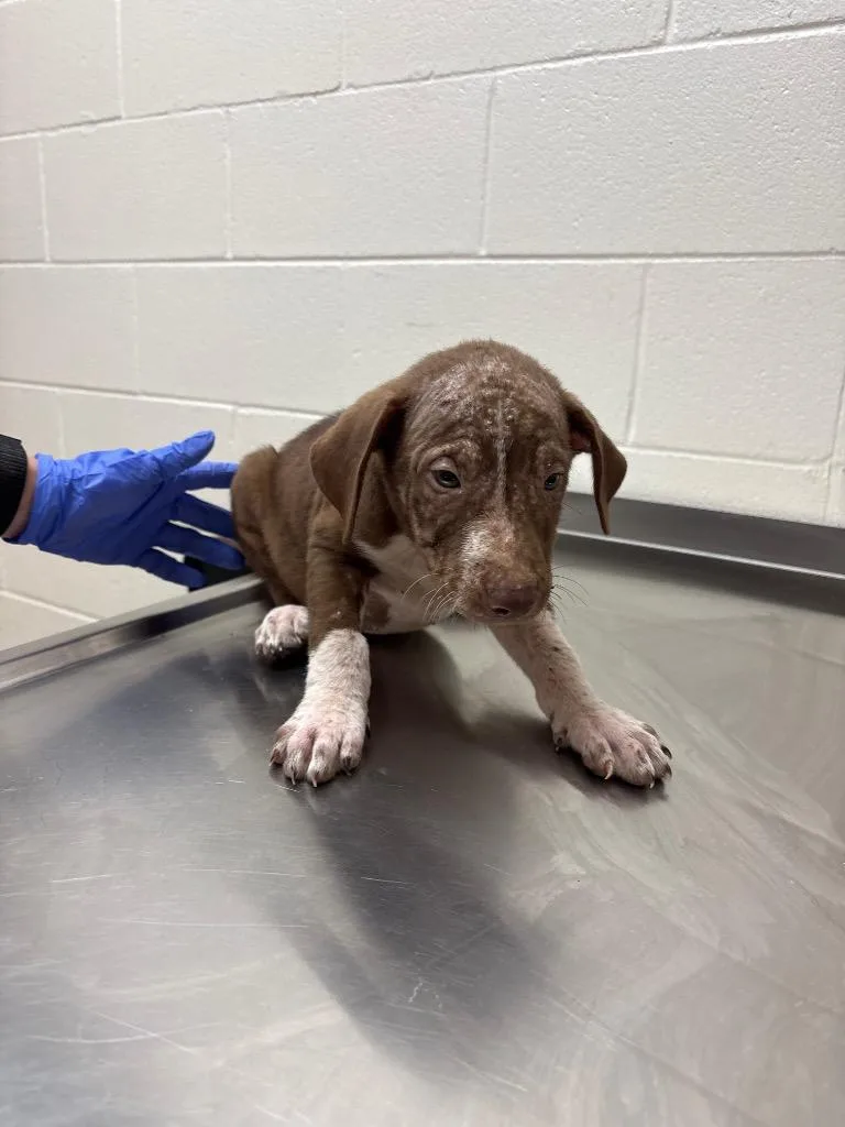 A baby medium-sized male Australian Shepherd dog named Athletes Brady for adoption in Greeneville, TN