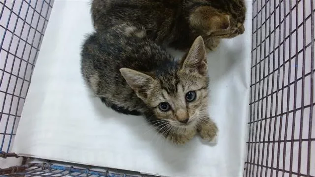 A baby small-sized male Domestic Short Hair cat named Nelson for adoption in Miami, FL