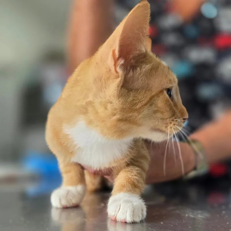 A baby small-sized female Orange / Red Domestic Short Hair cat named Wilma for adoption in Chapel Hill, NC