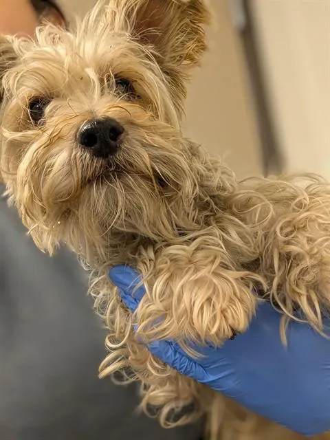 An adult small-sized male West Highland White Terrier / Westie dog named Bolt for adoption in Ontario, CA