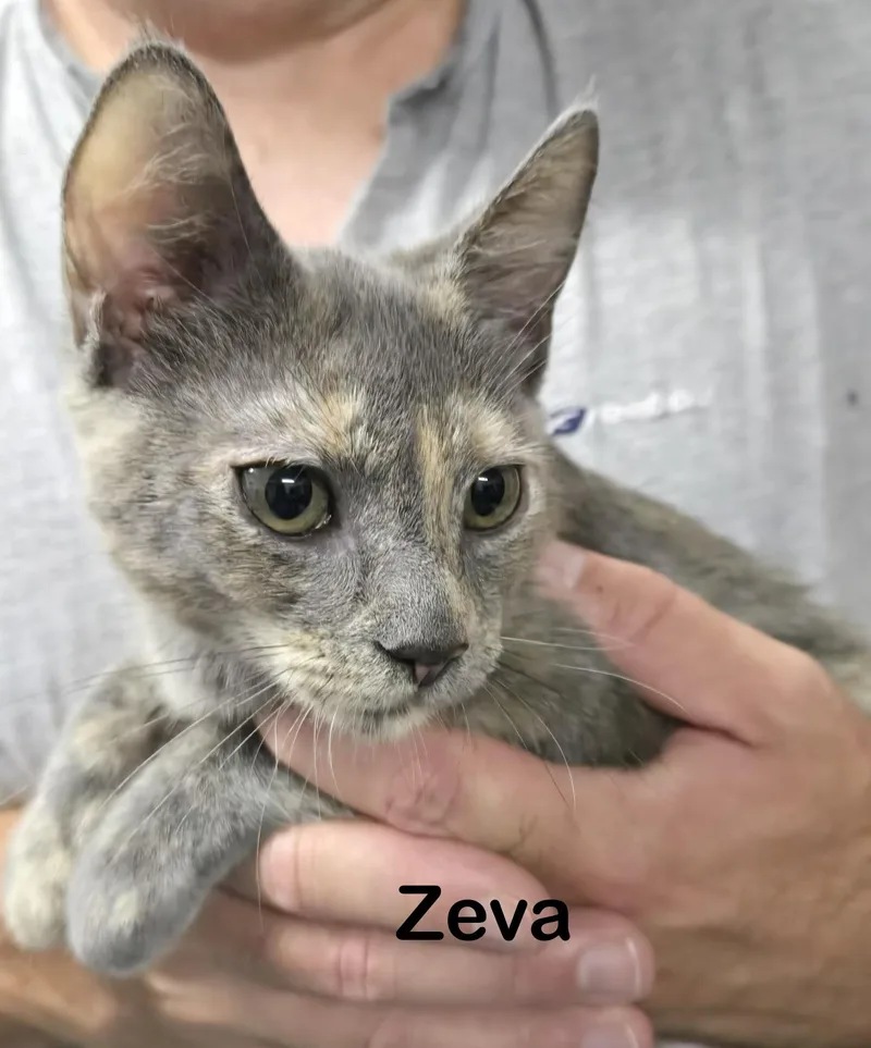 Zeva