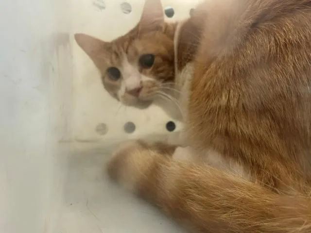 An adult large-sized male Domestic Short Hair cat named Dooley Jones for adoption in Garland, TX