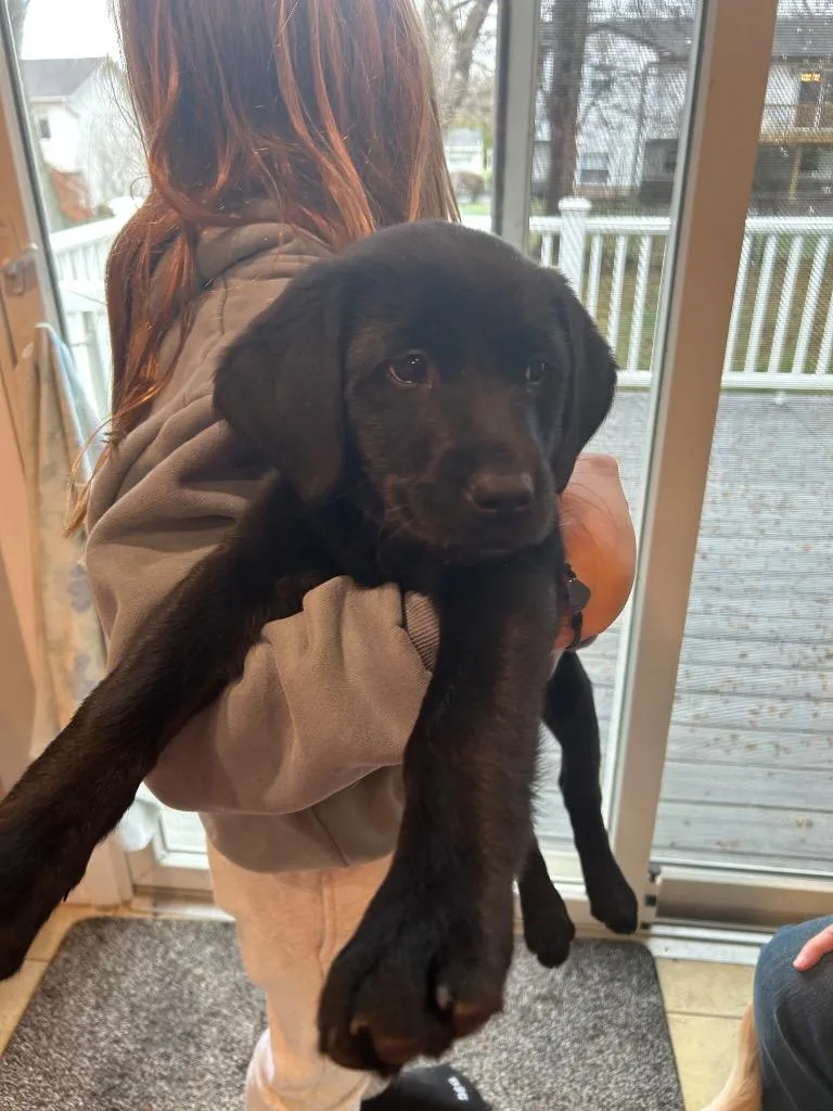 A baby medium-sized female Labrador Retriever dog named Harper for adoption in Pomona, NY