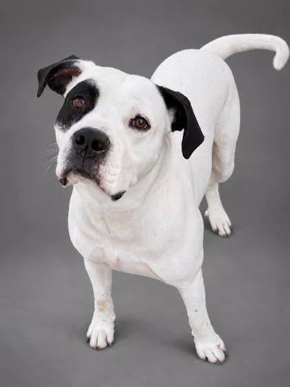An adult large-sized male Pit Bull Terrier dog named Pablo for adoption in Bowling Green, KY
