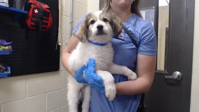 A baby small-sized male Anatolian Shepherd dog named Pasta Salad for adoption in Denver, CO