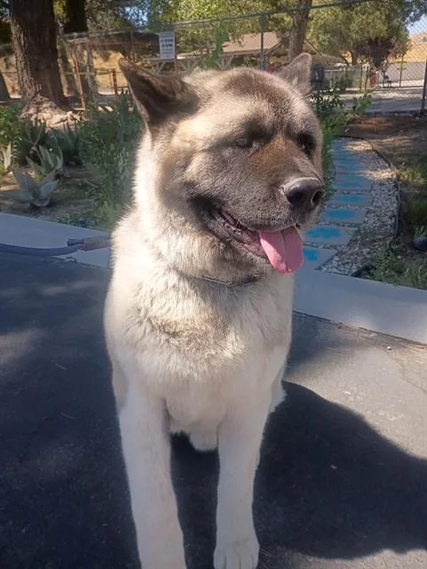 An adult extra large-sized male Akita dog named Bradley for adoption in Castaic, CA