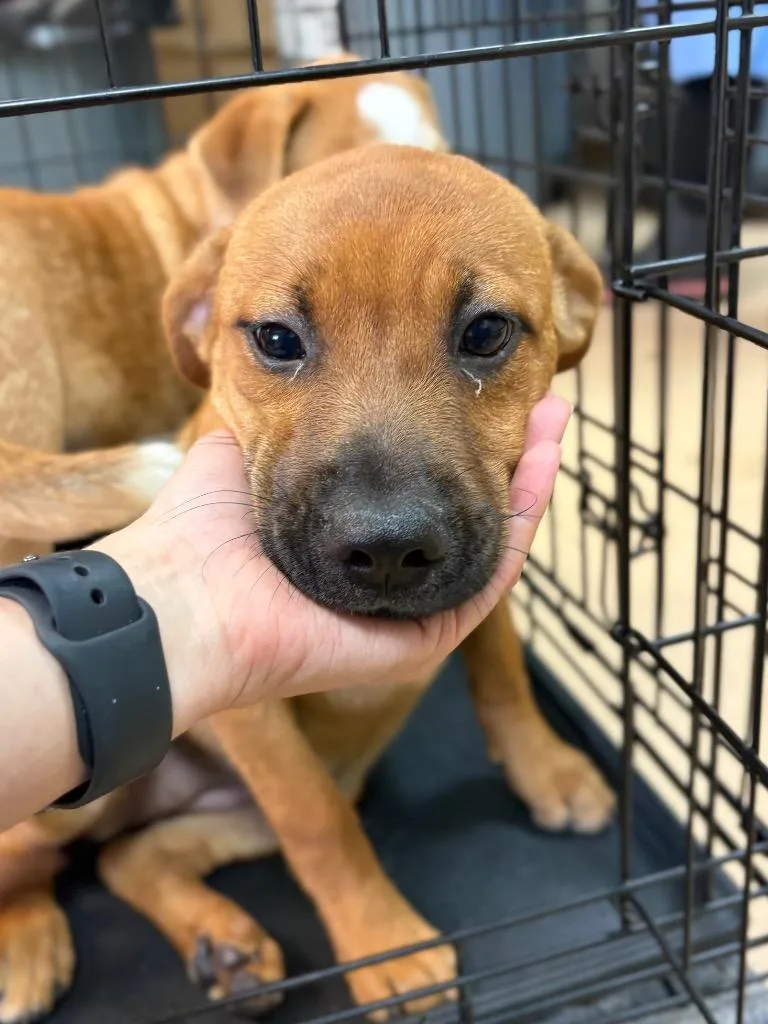 A baby large-sized female Affenpinscher dog named Brioche for adoption in Nacogdoches, TX