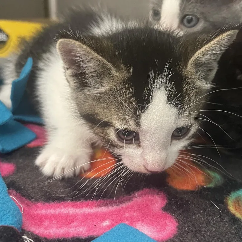 A baby small-sized male Brown / Chocolate Domestic Short Hair cat named Nutmeg C for adoption in Princeton, MN