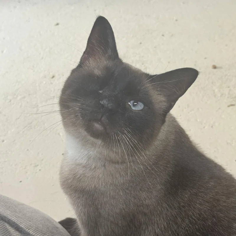 An adult medium-sized male Seal Point Siamese cat named Winks for adoption in Lees Summit, MO