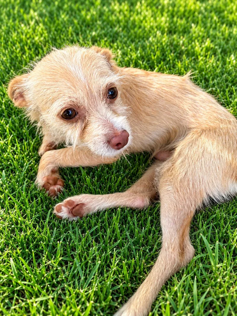 An adult small-sized male Terrier dog named Dobby for adoption in Georgetown , CA