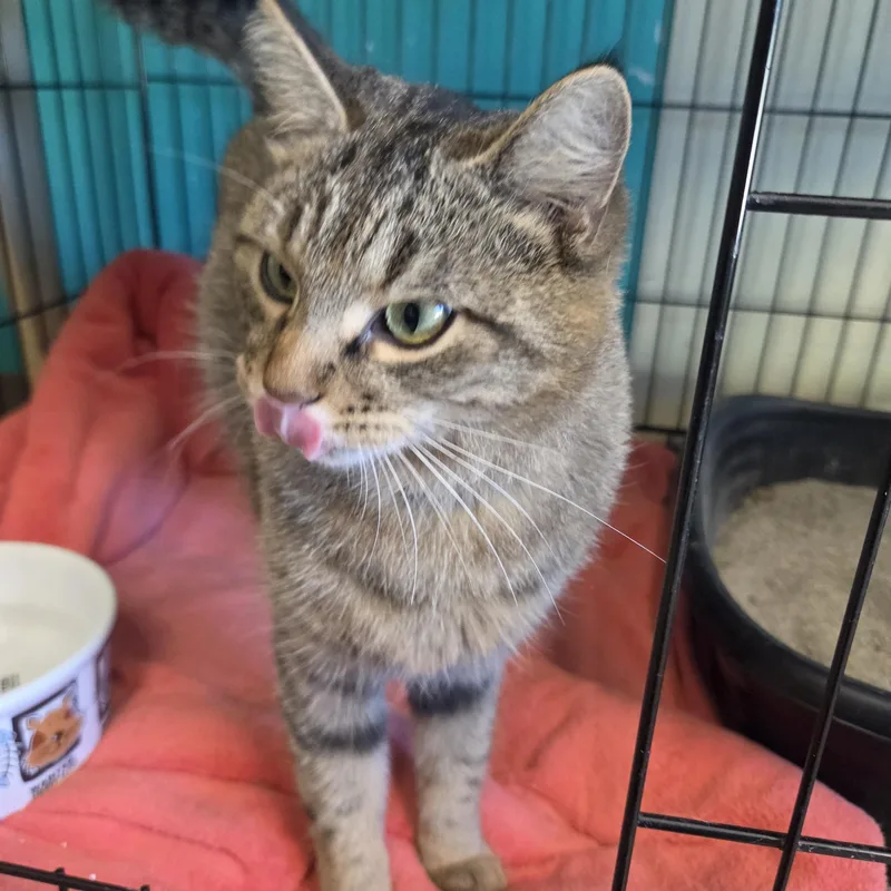 A baby medium-sized female Domestic Short Hair cat named Aprilia for adoption in Brookings, SD