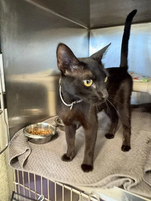 A young medium-sized female Domestic Short Hair cat named Marla for adoption in Houston, TX