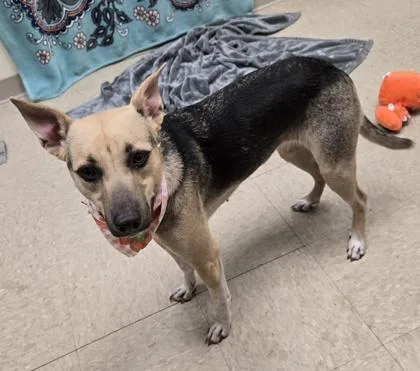 A young medium-sized female Yellow / Tan / Blond / Fawn Mixed Breed dog named Nova for adoption in Hamilton, OH
