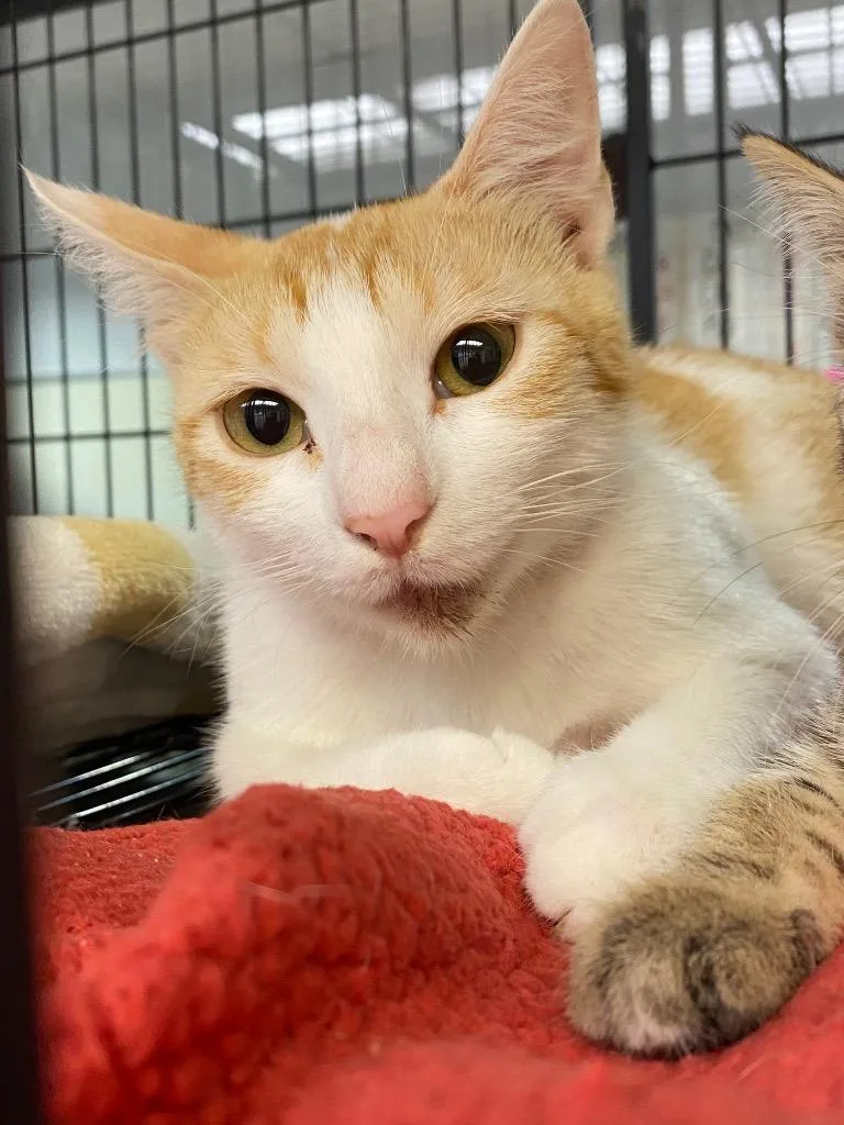A young large-sized female Domestic Short Hair cat named Jennifer for adoption in Lockhart, TX