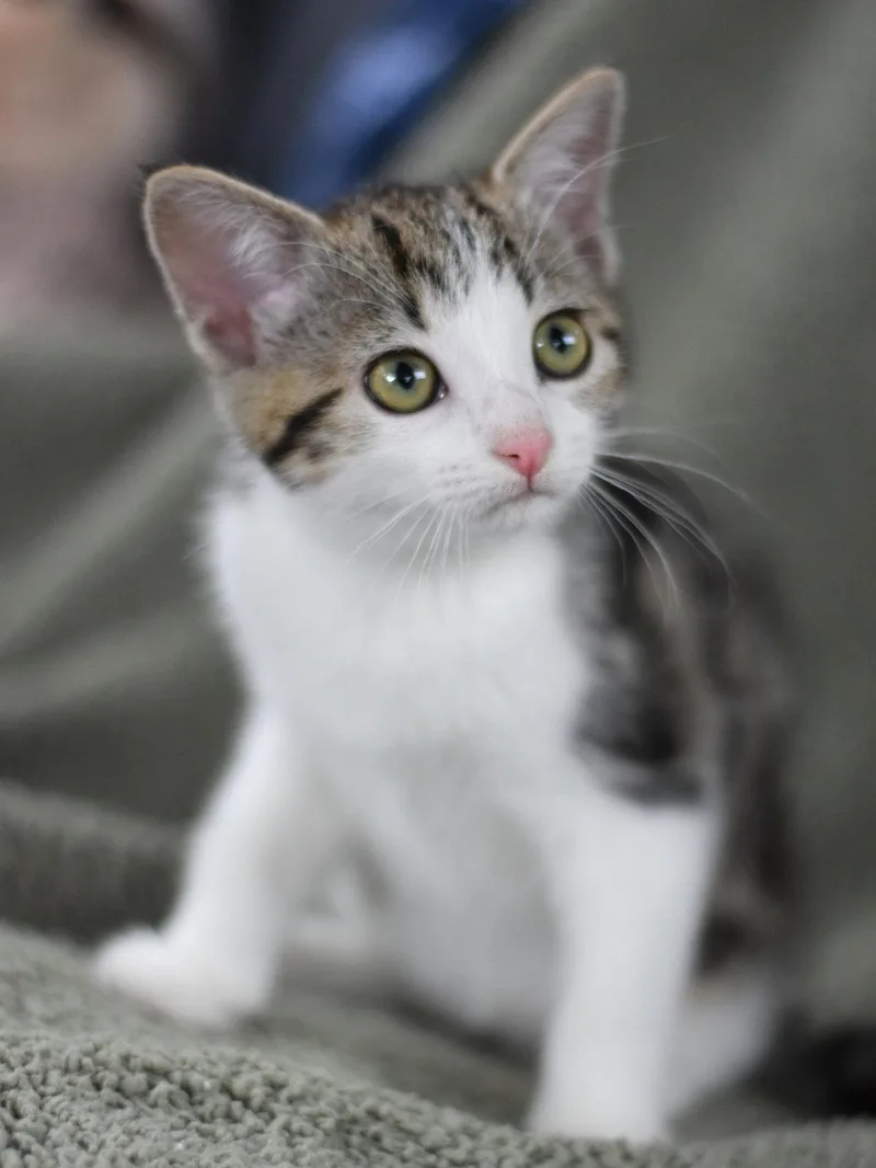 A baby medium-sized male Domestic Medium Hair cat named Artie for adoption in Montgomery, TX