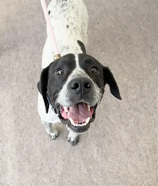 A young large-sized male Terrier dog named Oreo for adoption in Saint Louis, MO