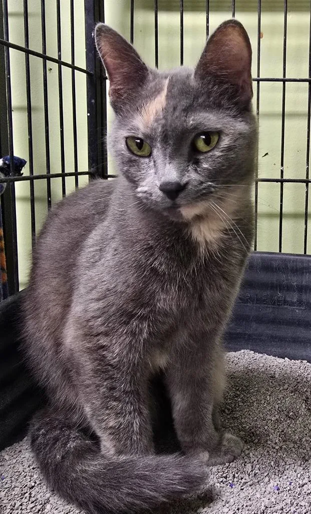 A young small-sized female Domestic Short Hair cat named Cocoa for adoption in Auburn, IN