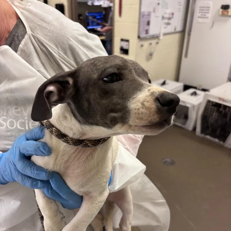 A baby small-sized female Black Mixed Breed dog named Prune for adoption in Asheville, NC