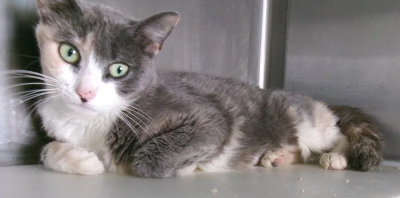 A young medium-sized female Dilute Calico cat named Johnannes for adoption in Carrollton, GA