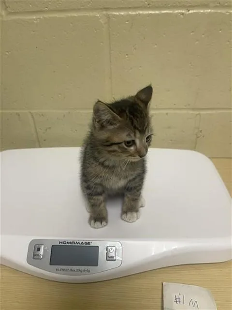 A baby small-sized male Domestic Short Hair cat named Arcadia for adoption in Sacramento, CA