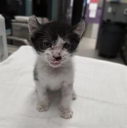 A baby small-sized male Domestic Short Hair cat named Modelo for adoption in Las Vegas, NV