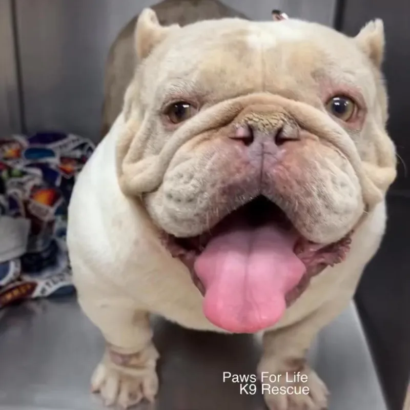 A senior medium-sized female White / Cream Pit Bull Terrier dog named Bertha A for adoption in Mission Hills, CA