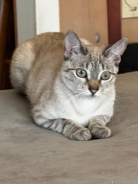 A young medium-sized female Blue Point Siamese cat named Mira for adoption in Honesdale, PA