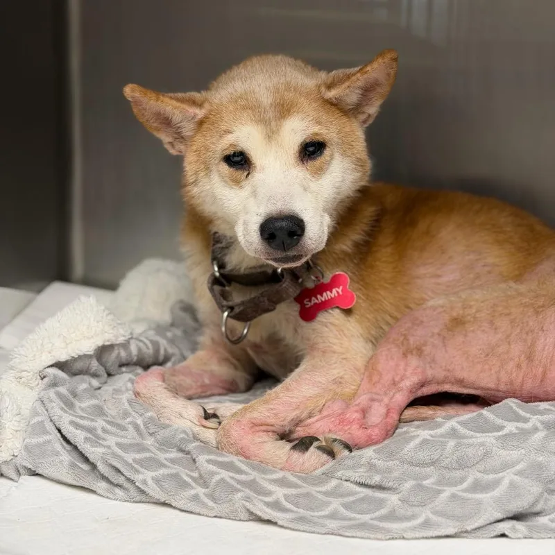 A senior medium-sized male Red / Chestnut / Orange Shiba Inu dog named Sammy for adoption in Fort Smith, AR