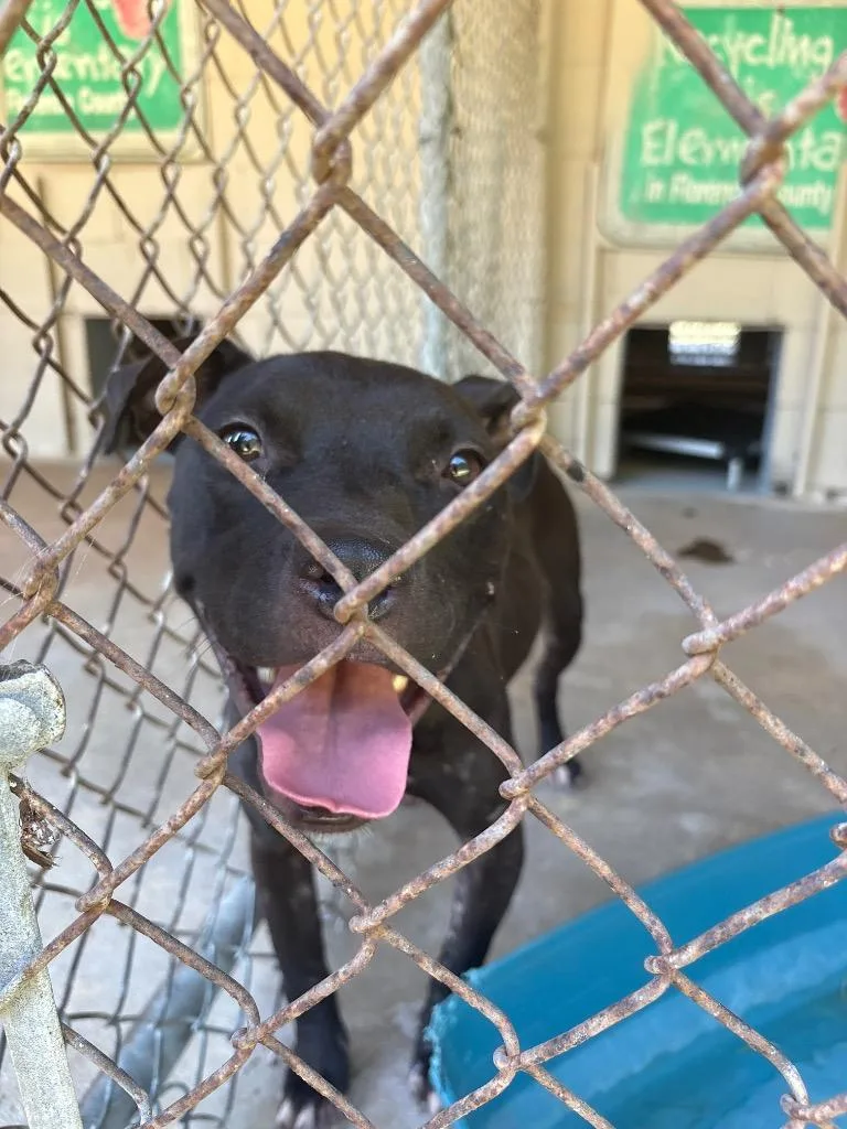 A young medium-sized female Mixed Breed dog named Olive for adoption in Effingham, SC