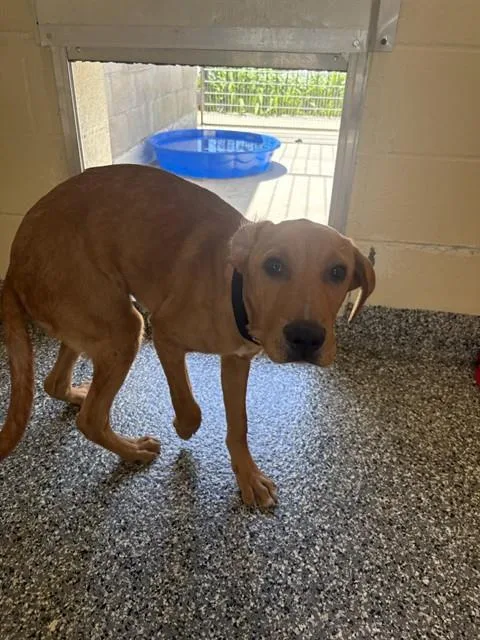 A baby medium-sized male Treeing Walker Coonhound dog named Tristan for adoption in Brewster, MA