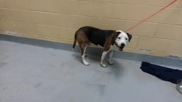 An adult medium-sized male Beagle dog named Humphrey for adoption in Tulsa, OK
