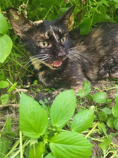 An adult small-sized female Domestic Short Hair cat named Summer for adoption in San Antonio, TX