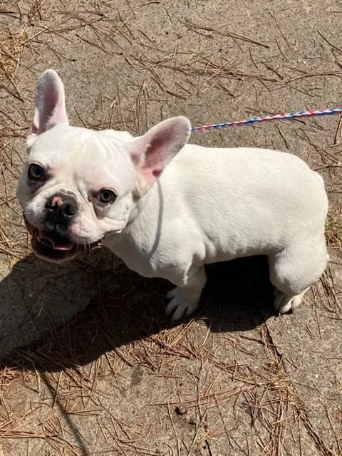 A young small-sized male French Bulldog dog named Spider for adoption in Dallas, TX