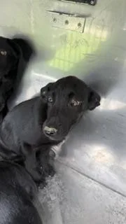 A baby medium-sized male Mixed Breed dog named Aries for adoption in Dallas, TX