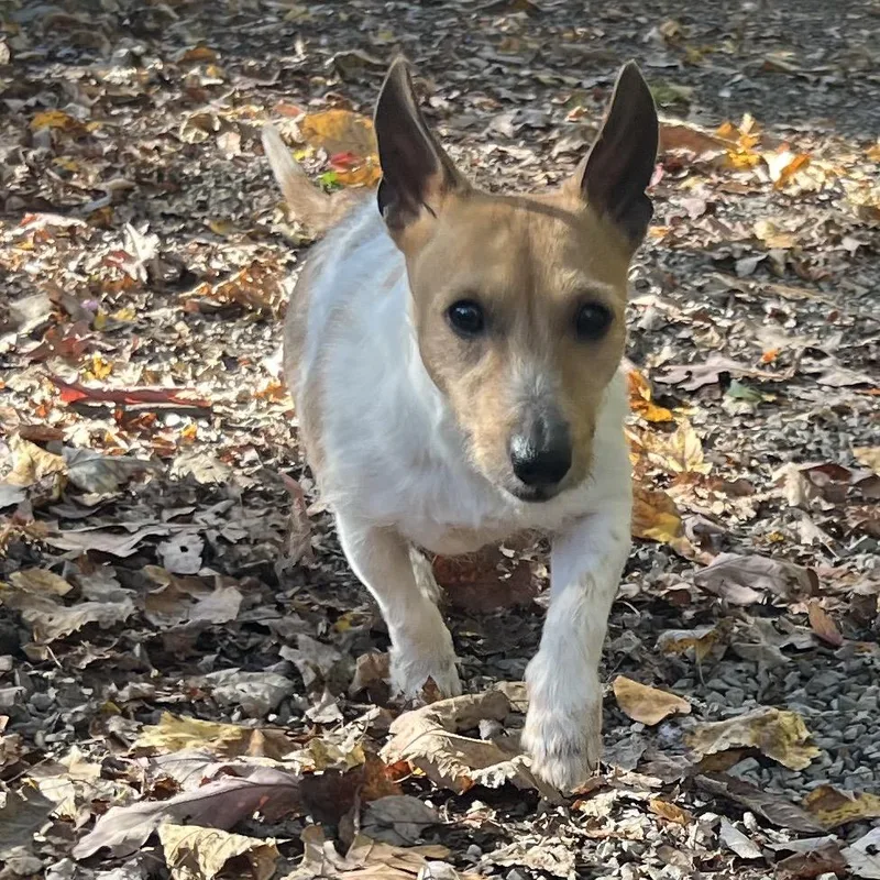 An adult small-sized female Jack Russell Terrier dog named Milo for adoption in Middletown, NY