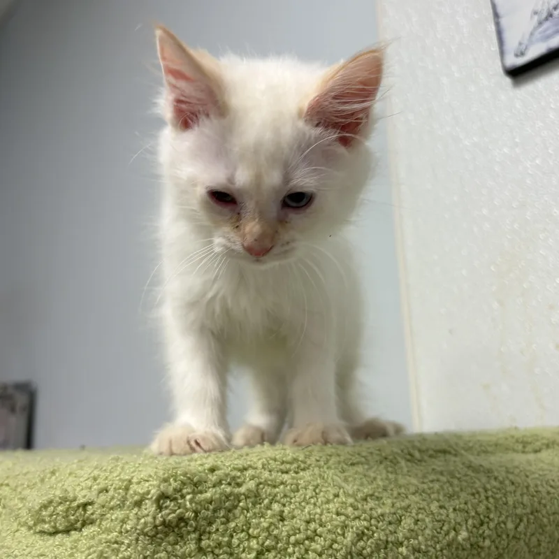 A baby small-sized male Flame Point Siamese cat named Tennessee for adoption in North Arlington, NJ