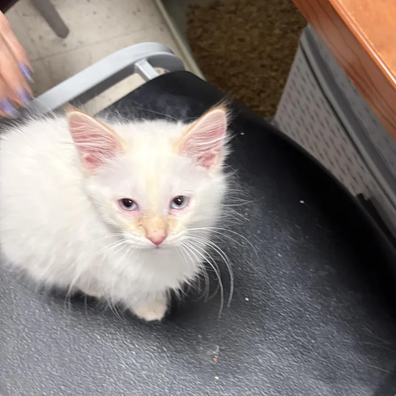 Tennessee thumbnail 3