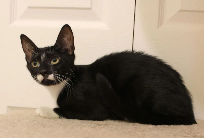 Splasher thumbnail 2