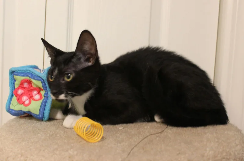 Splasher thumbnail 3