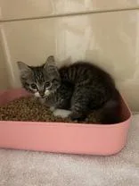 A young small-sized male Domestic Medium Hair cat named Nerds for adoption in Blue Springs, MO
