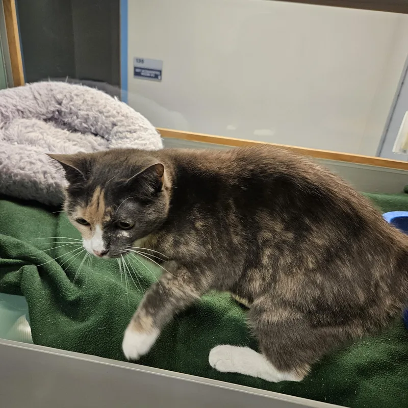 An adult large-sized female Domestic Short Hair cat named Hazel for adoption in Suffolk, VA