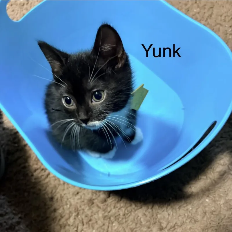 A baby small-sized male Black Domestic Short Hair cat named Yunk for adoption in Springfield, MA