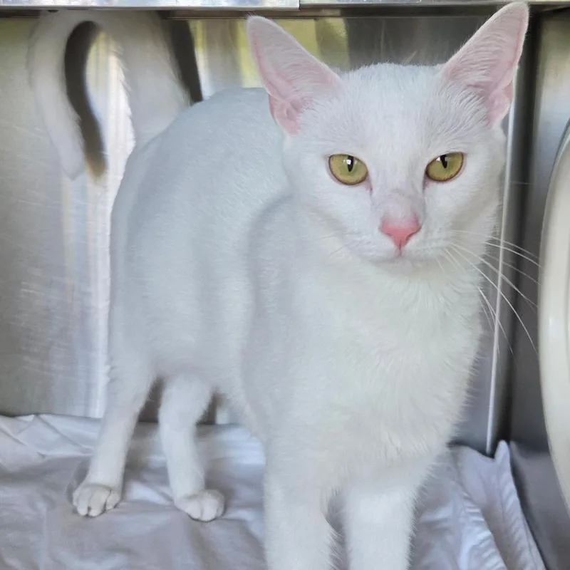 A young medium-sized female White Domestic Short Hair cat named Gracie for adoption in Asheville, NC
