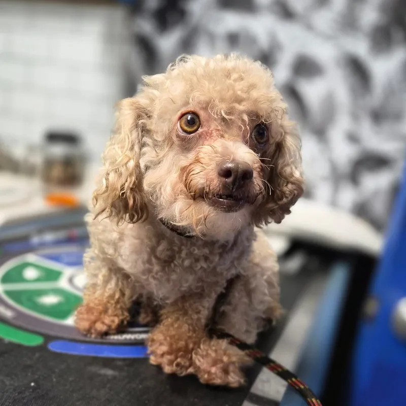 An adult small-sized female Poodle (Toy) dog named Suki for adoption in Wahiawa, HI