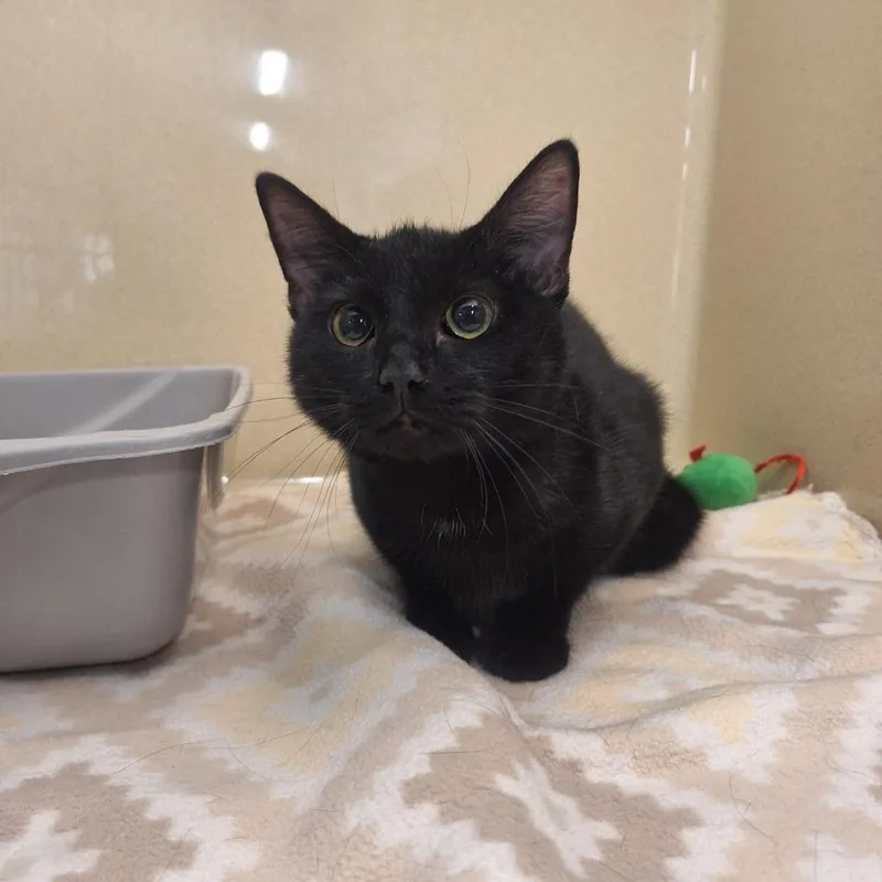 A baby medium-sized female Domestic Short Hair cat named Tuna Juice for adoption in Gautier, MS