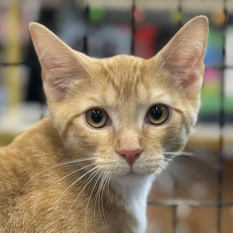 A baby medium-sized male Orange & White Domestic Short Hair cat named Bourke for adoption in Richmond, VA