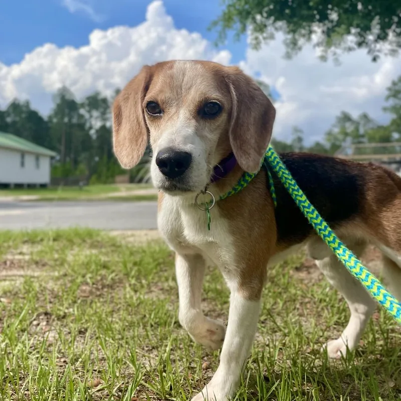 A senior small-sized male Brown / Chocolate Beagle dog named Presley for adoption in Freeport, FL