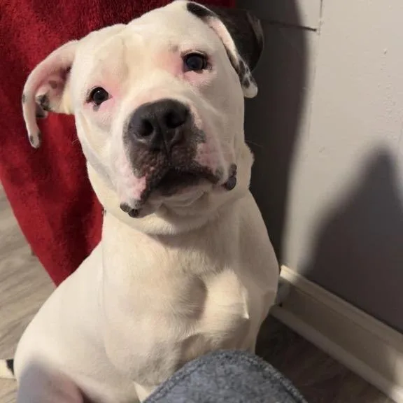 An adult medium-sized male Black Mixed Breed dog named Quill for adoption in Newark, NJ