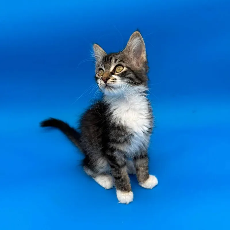 A baby small-sized female Brown / Chocolate Domestic Long Hair cat named Tiffin for adoption in Plainfield, IL